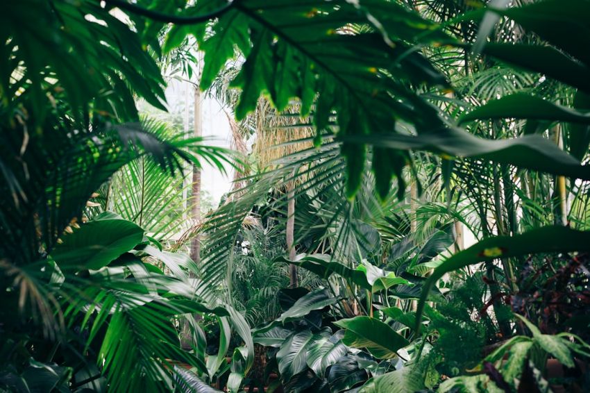 Plants - area covered with green leafed plants