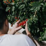 Budding Chef - person holding red round fruits