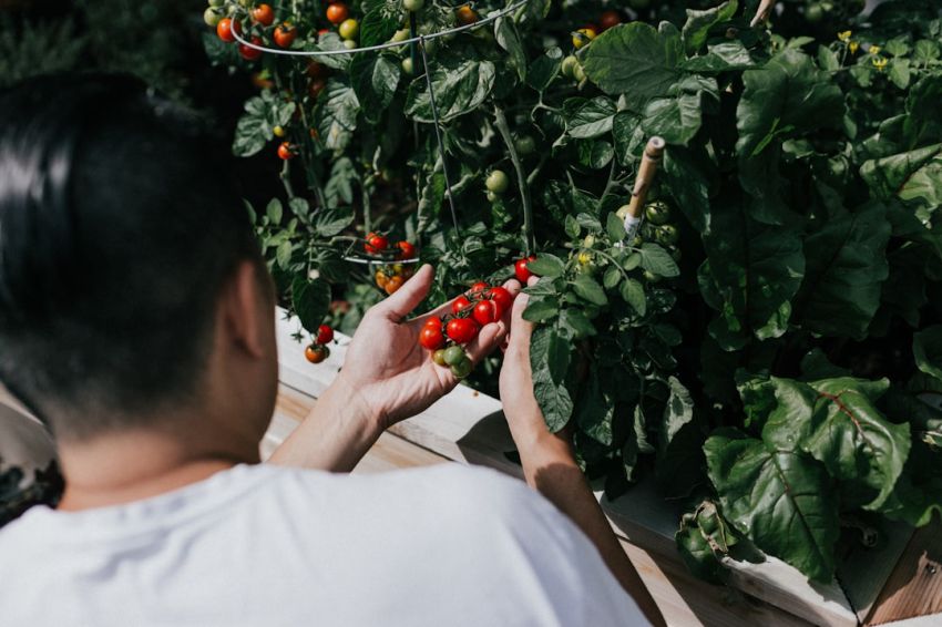 Budding Chef - person holding red round fruits